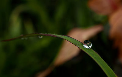 Close-up of wet plant