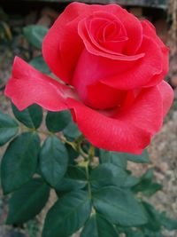 Close-up of red rose