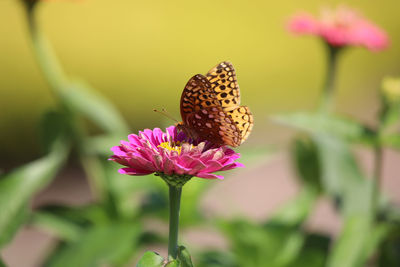 Close-up of butterfly pollinating on pink flower