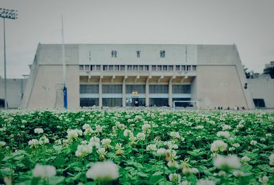 Plants against built structure