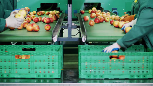 In an apple processing factory, workers in gloves sort apples. ripe apples sorting by size and