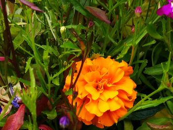 Close-up of yellow flowers