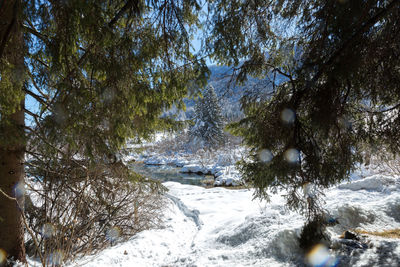 Trees growing in forest during winter