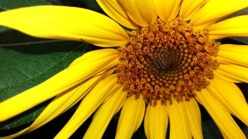 Close-up of sunflower blooming outdoors