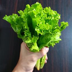 Cropped image of person holding green leaves