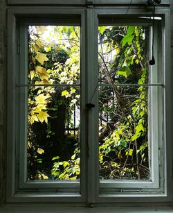 Plants seen through window