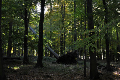 Trees in forest