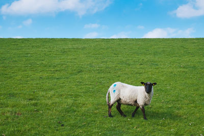 Sheep in a field