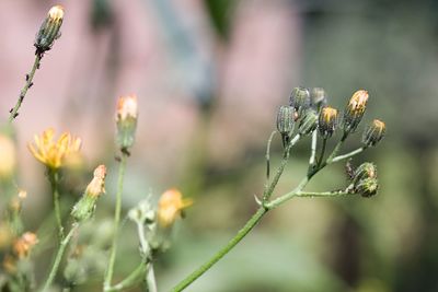Close-up of insect on plant
