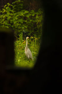 Close-up of bird