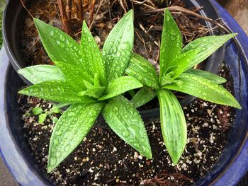 Directly above shot of wet potted plants in rainy season