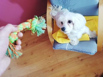 High angle view of woman holding dog at home
