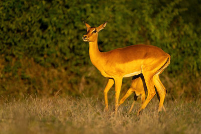 Deer standing on field