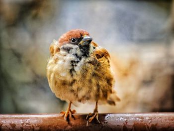 Close-up of a bird