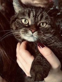 Close-up of hand holding cat