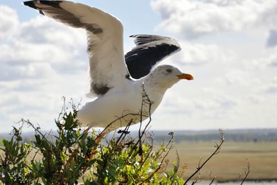 Close-up of bird against sky