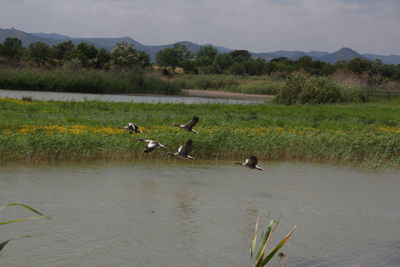 Birds on a lake