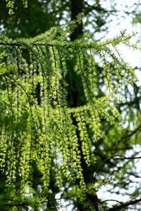 Low angle view of pine tree