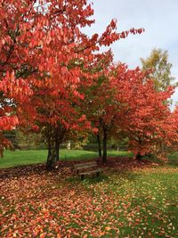 View of trees in park during autumn