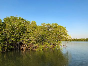 Plants by lake against sky