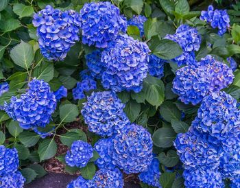 Close-up of fresh purple hydrangea flowers