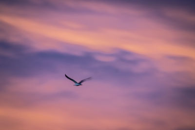 Silhouette bird flying against sky during sunset