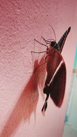 Close-up of insect on red leaf