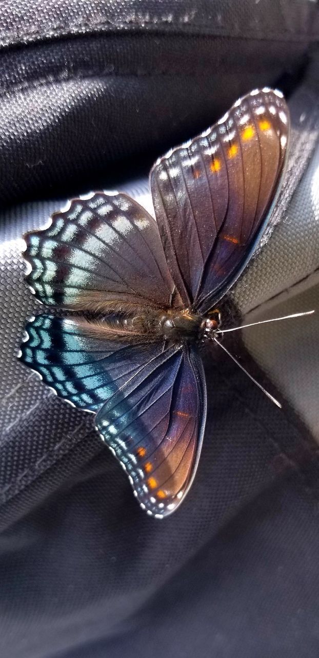 HIGH ANGLE VIEW OF BUTTERFLY ON RED FLOWER