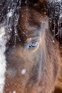 Close-up portrait of a horse