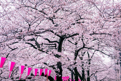 Low angle view of cherry blossom tree in park