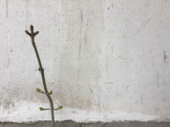Close-up of plant against wall