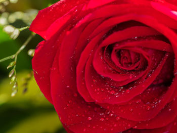 Close-up of wet red rose