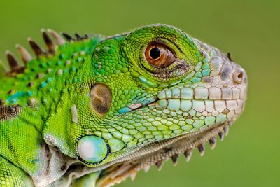 Close-up of iguana 