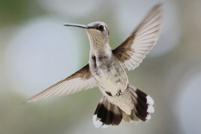 Close-up of bird flying