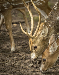 Close up of deers grazing