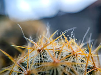 Close-up of cactus plant growing on field