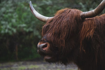 Close-up of a horse