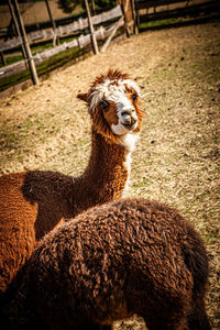 Alpaca on a farm