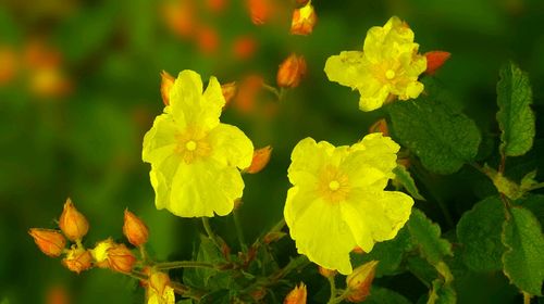 Close-up of yellow flower