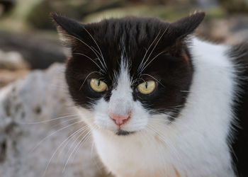 Close-up portrait of cat