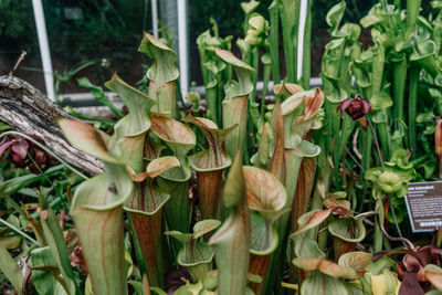 Close-up of flowering plants on land