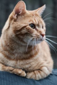 Orange tabby cat