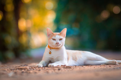 Portrait of a cat looking away