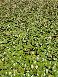 Endless awakening lotus flowers echo park lake  los angeles california 