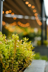 Close-up of potted plant