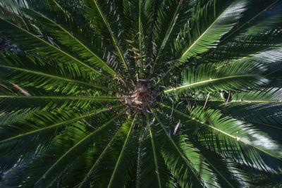 Close-up of palm tree