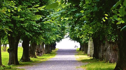 Narrow pathway along trees