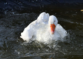 Swan swimming in lake