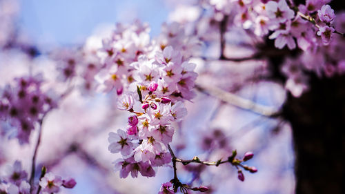 Close-up of pink cherry blossoms in spring