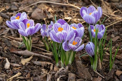 Crocus, close up image of the flowers of spring